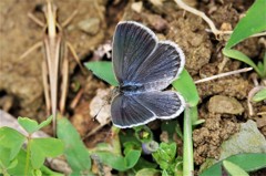 先日のヤマトシジミ