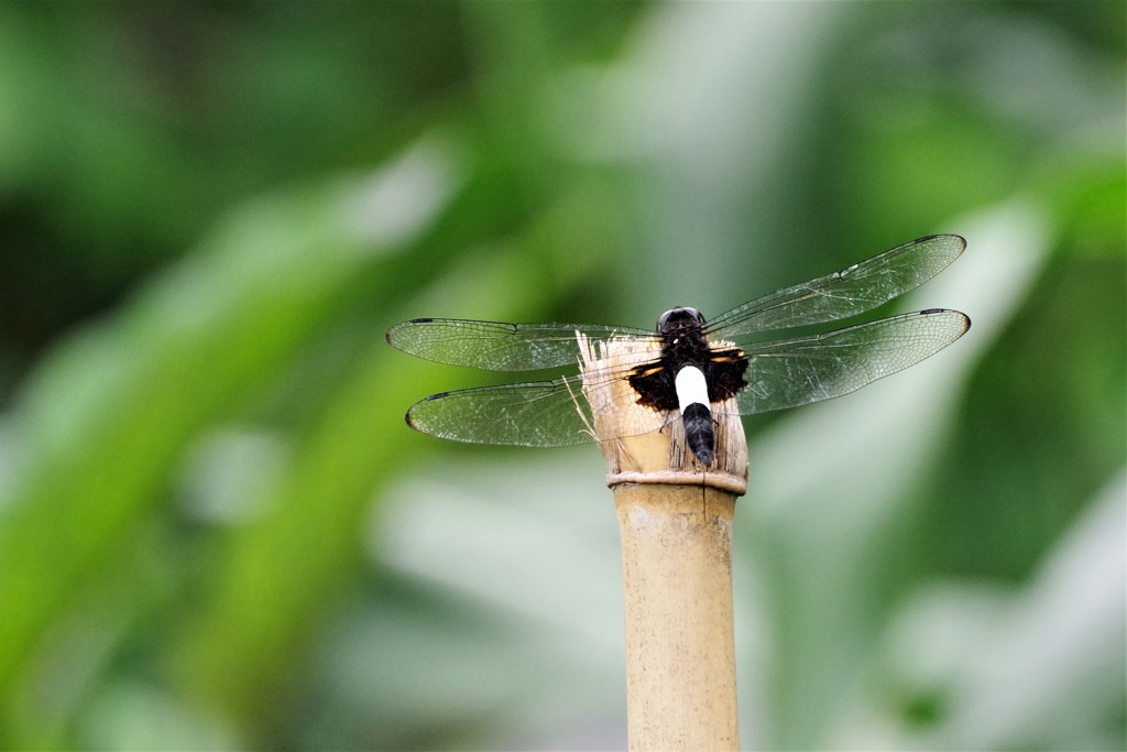 今日のトンボ (1)