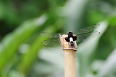 今日のトンボ (1)