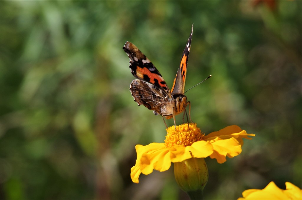 今日のチョウ (2)