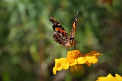 今日のチョウ (2)