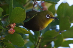 今日のメジロ (2)