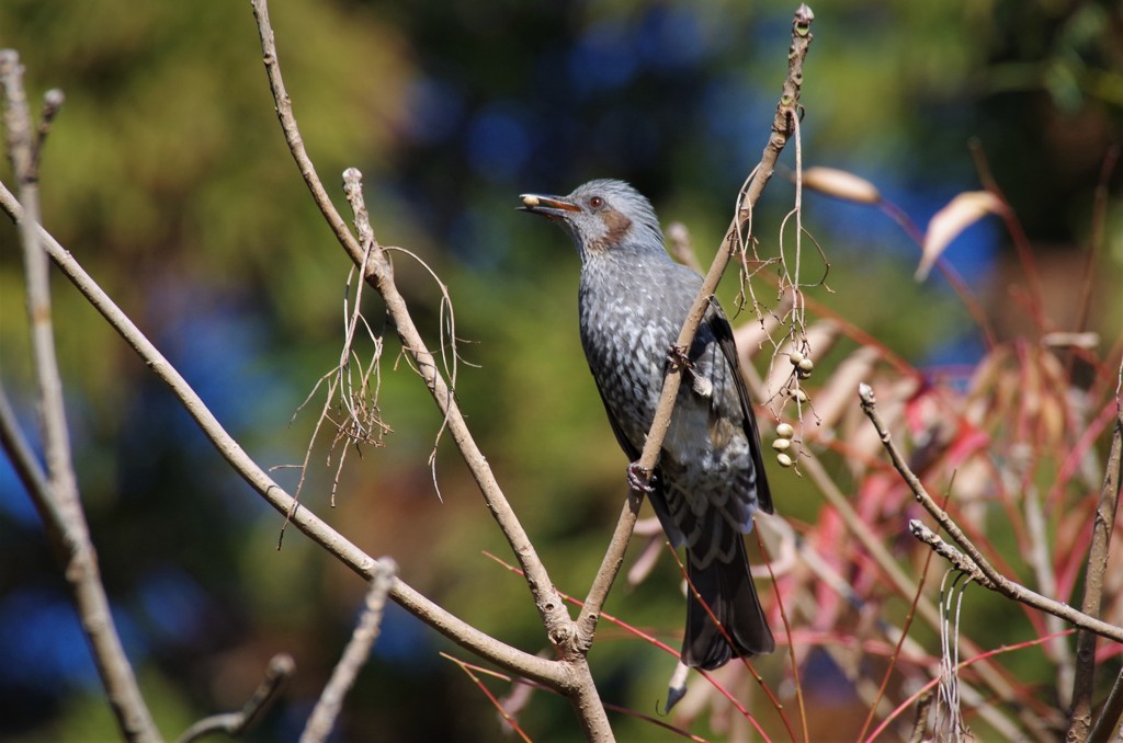 昨日のヒヨドリ (1)
