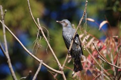 昨日のヒヨドリ (1)