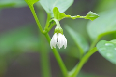 ピーマンの花