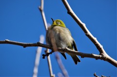一昨日のメジロ (2) 一昨日のメジロ (2)