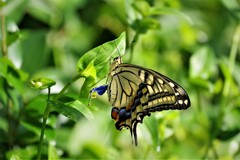 昨日のアゲハ (2)