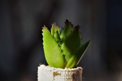 日差しを受けて