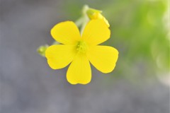 庭先にて　 (2)