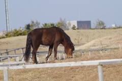 ウマ