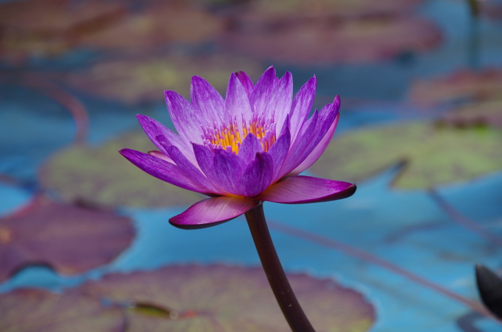 昨日の花 (1)