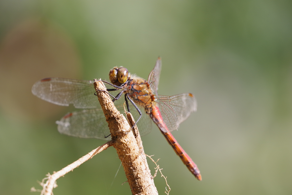 今日の赤トンボ (2)