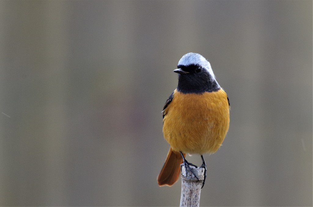 昨日のジョビ君 (4)