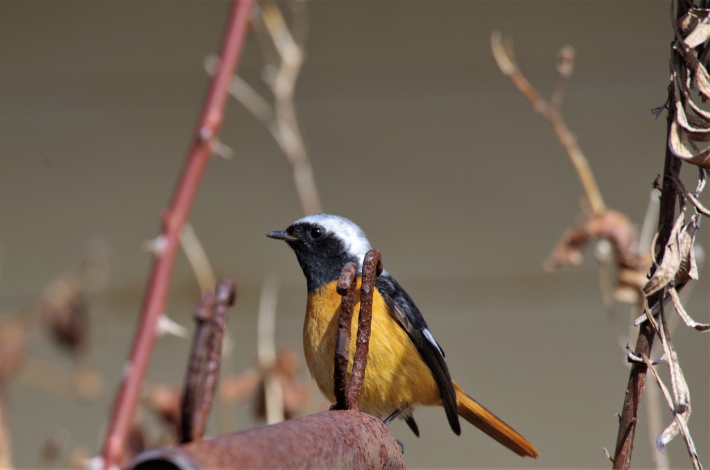 昨日のジョビ君 (1)