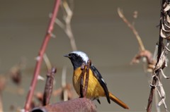 昨日のジョビ君 (1)