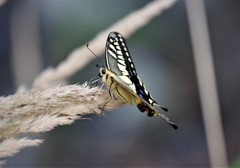 昨日のアゲハ (1)