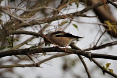 昨日の野鳥 (2)