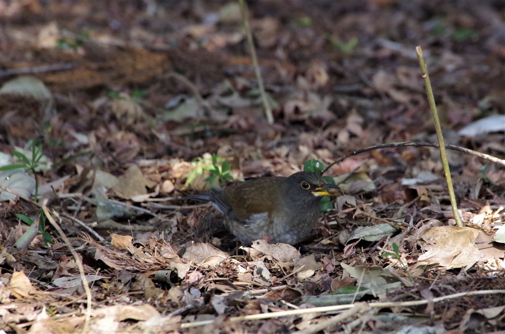 邪魔しないで～ (1)