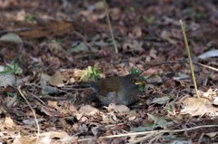 邪魔しないで～ (1)