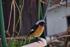 昨日のジョビ君 (1)