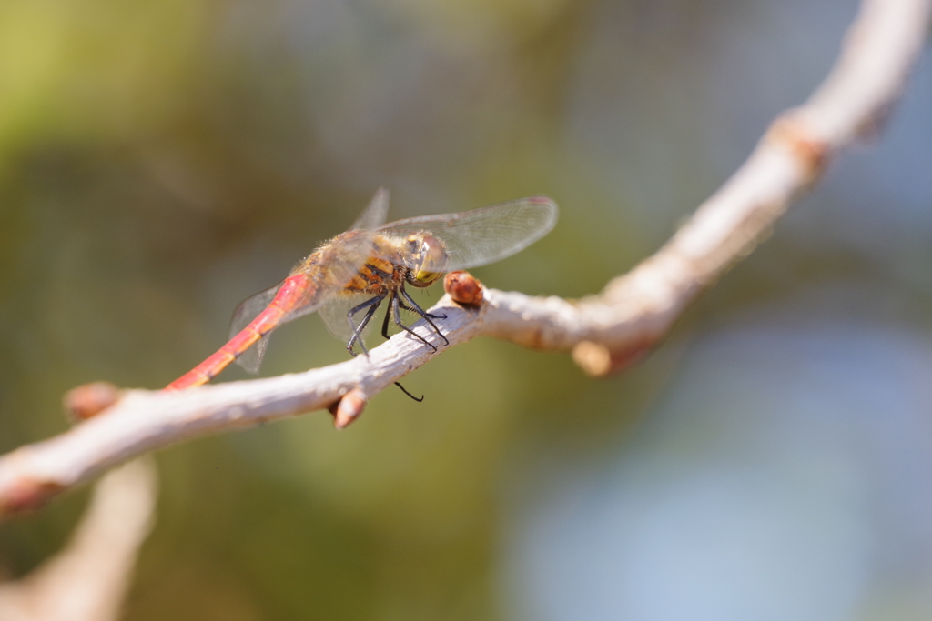 昨日のトンボ (1)