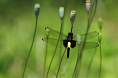 今日のトンボ (1)