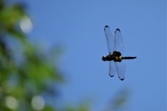 今日のトンボ (3)