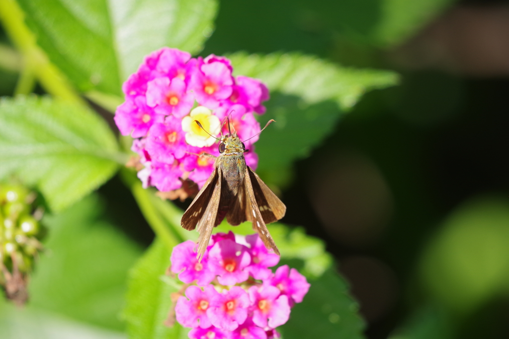 ランタナとセセリ (1)