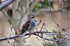 昨日の野鳥 (3)