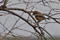 今日の野鳥 (1)