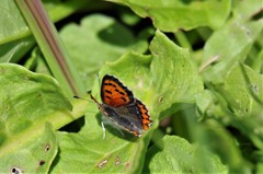 昨日のベニシジミ (3)