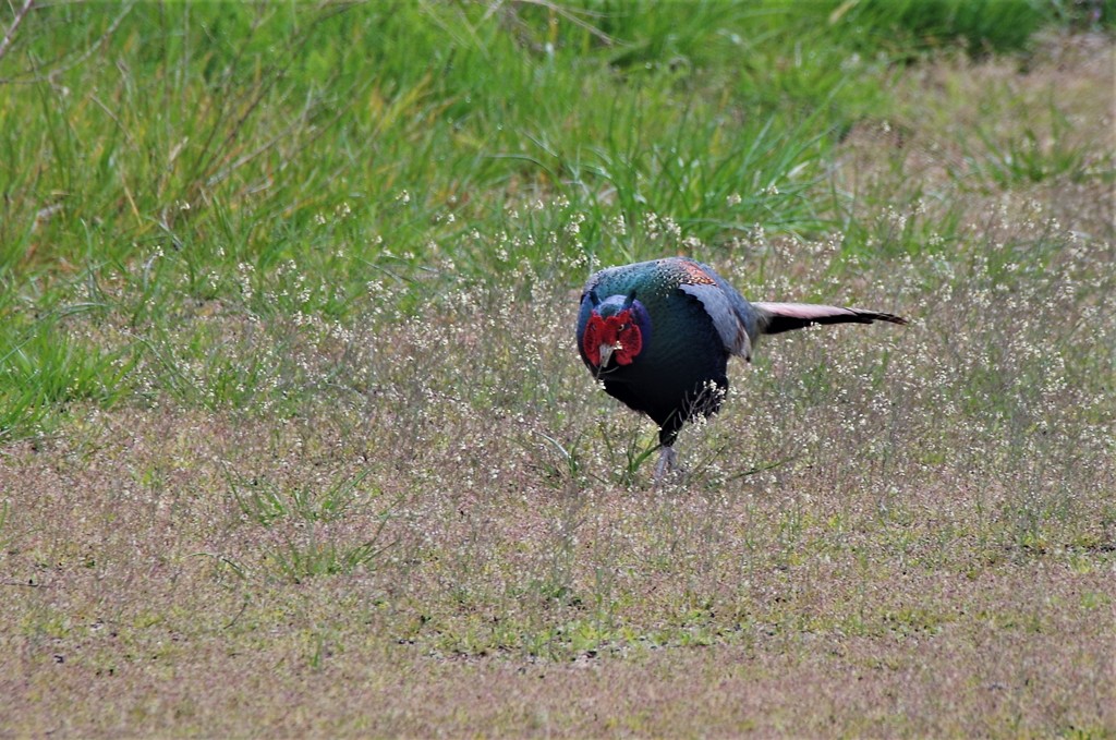 キジちゃん  (3)