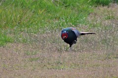 キジちゃん  (3)