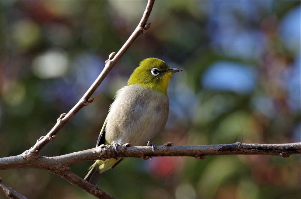 昨日のメジロ (1)