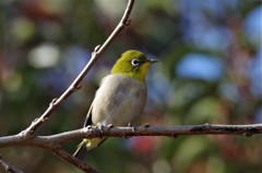 昨日のメジロ (1)