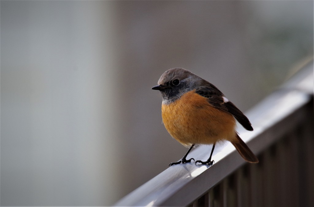 昨日のジョビ君 (1)