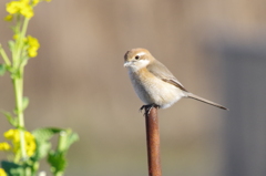 今日は、寒いなあ