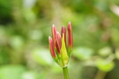 彼岸花のつぼみ