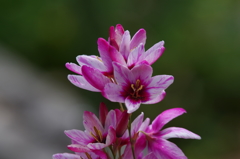 イキシアローズエンペラー