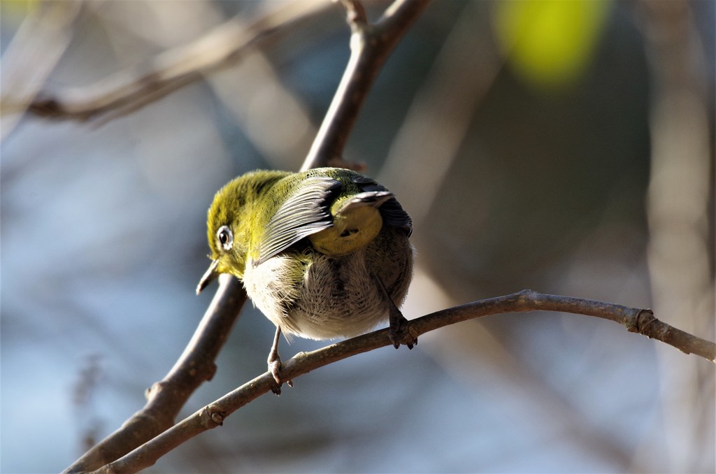 昨日のメジロ  (4)