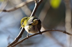 昨日のメジロ  (4)