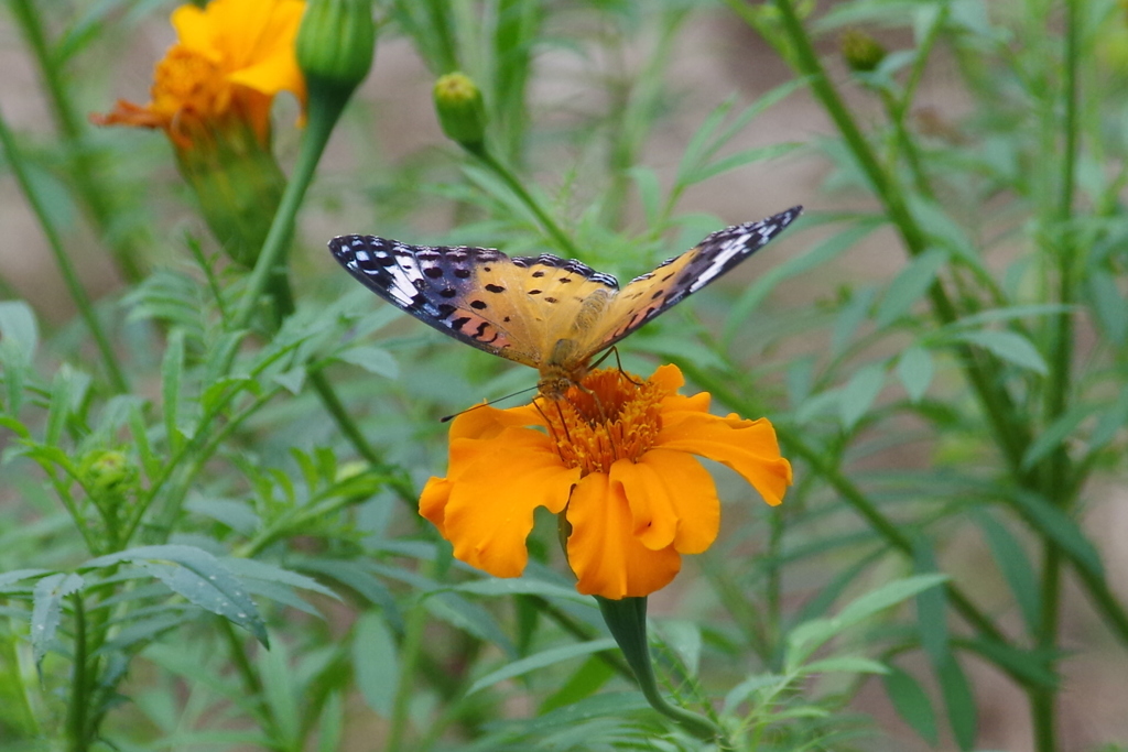 ツマグロヒョウモン　メス