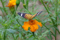 ツマグロヒョウモン　メス