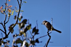モズの高鳴き