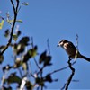 モズの高鳴き
