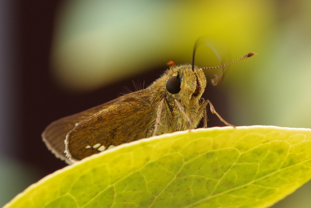 セセリチョウの口吻