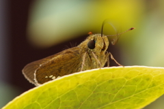 セセリチョウの口吻