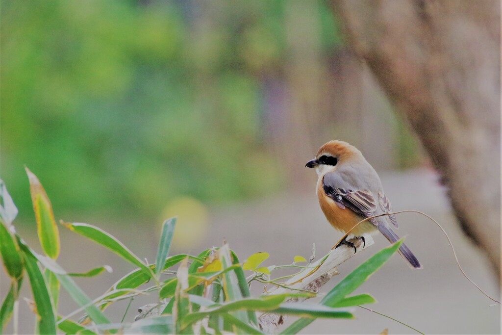 今日の野鳥 (2)