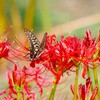 アゲハと彼岸花
