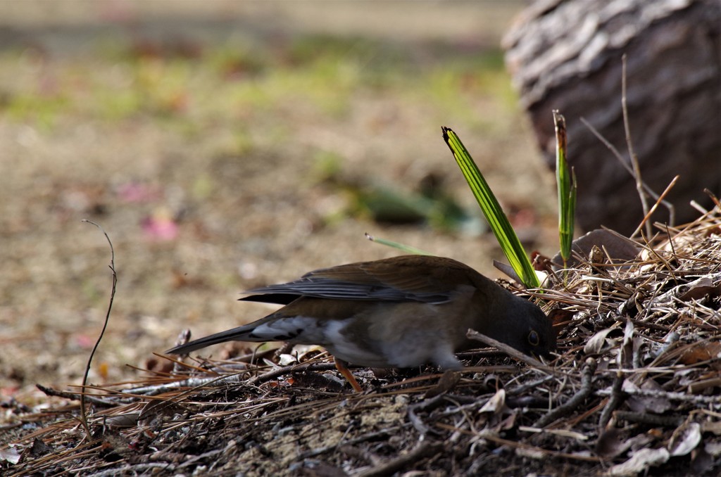 シロハラちゃん